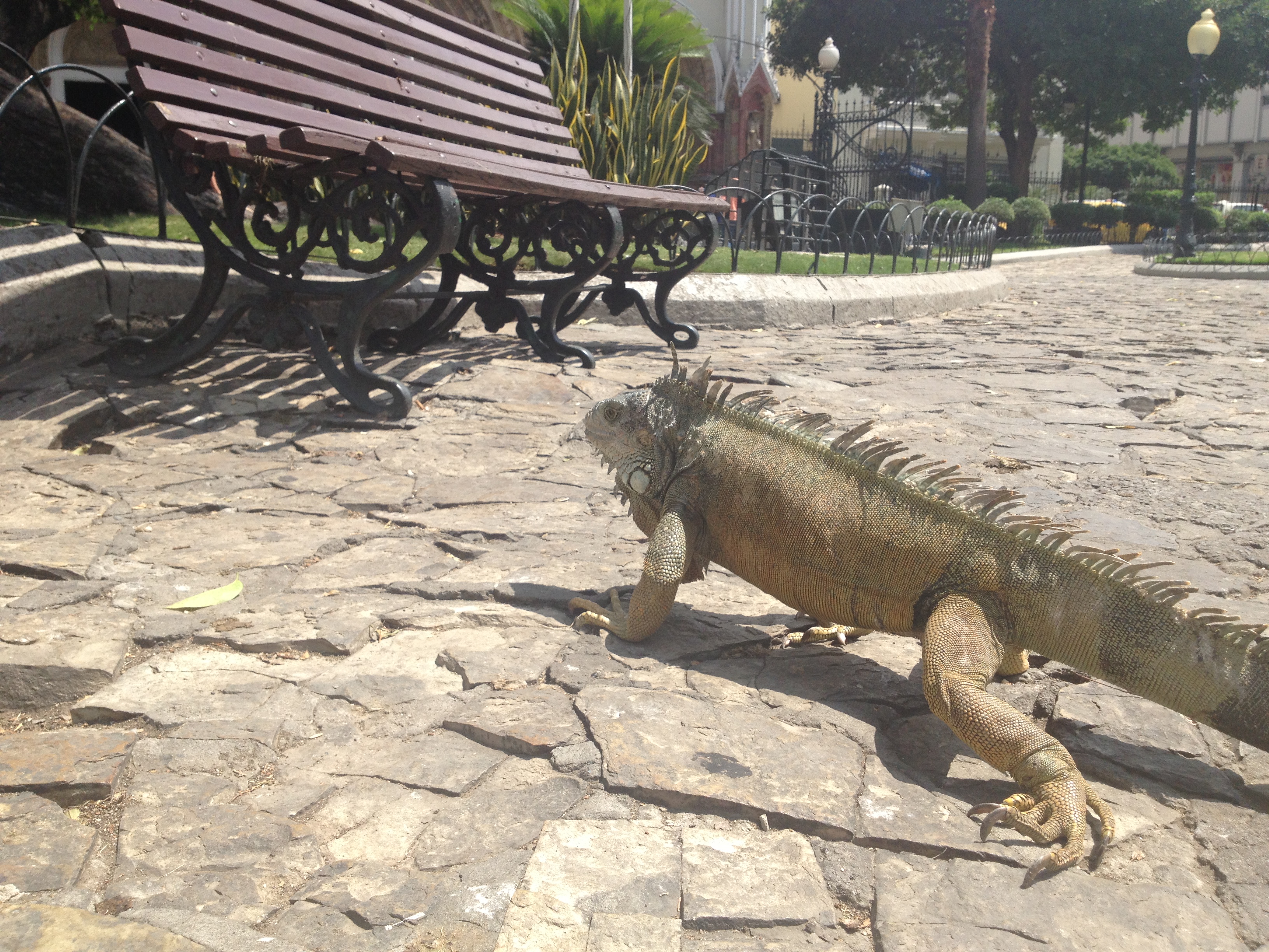 Iguanas em Guayaquil