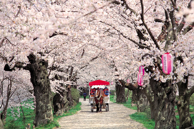 Flores de cerejeira na primavera de Kyoto/ Crédito foto: http://www.cntraveller.com/recommended/amazing-journeys/travel-bucket-list-ideas/viewgallery/772744