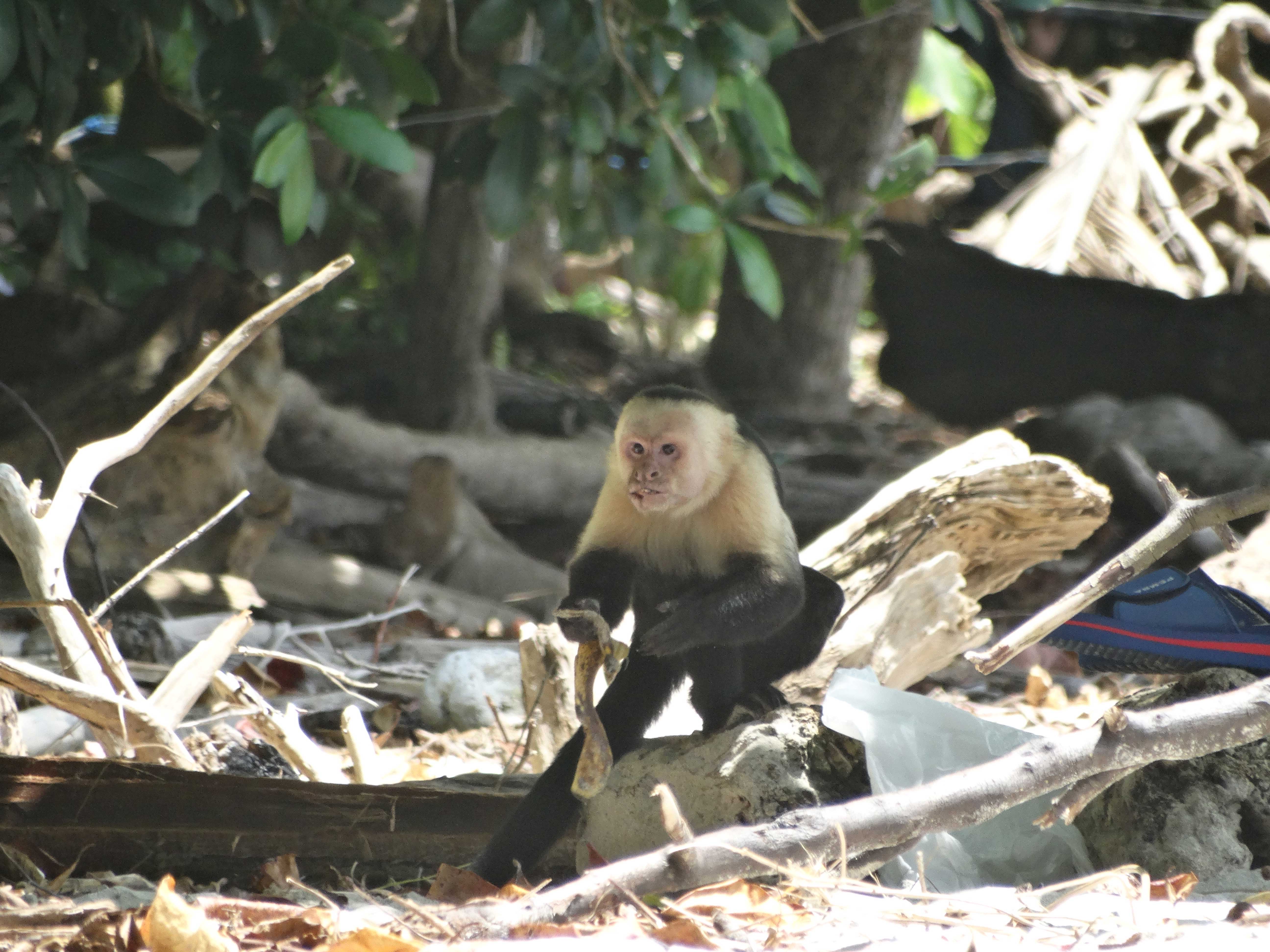 Macacos no Parque Nacional Manuel Antônio