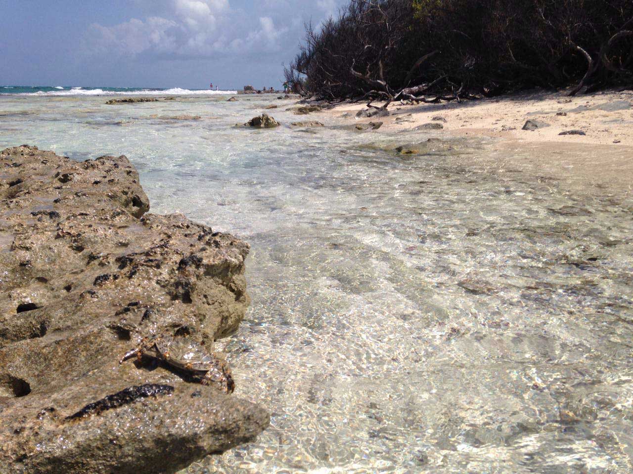 Caranguejo e natureza abundante na ilha de Johny Cay