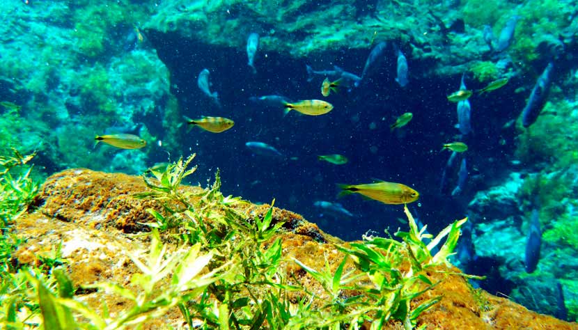 Flutuação com snorkel/ Crédito foto: http://www.cvc.com.br/destinos/brasil/bonito
