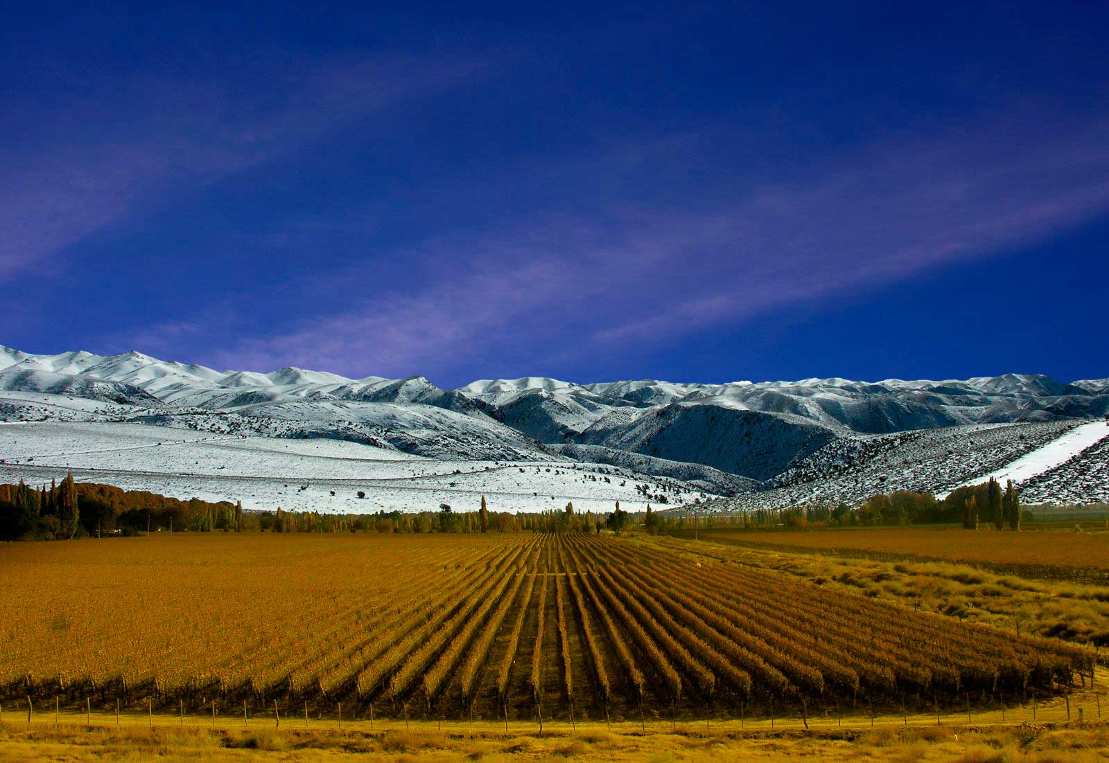Vinhedos de Mendoza/ Crédito foto: http://www.revistaviajar.com.br/artigos/739/chile-e-argentina-de-carro-pelos-andes