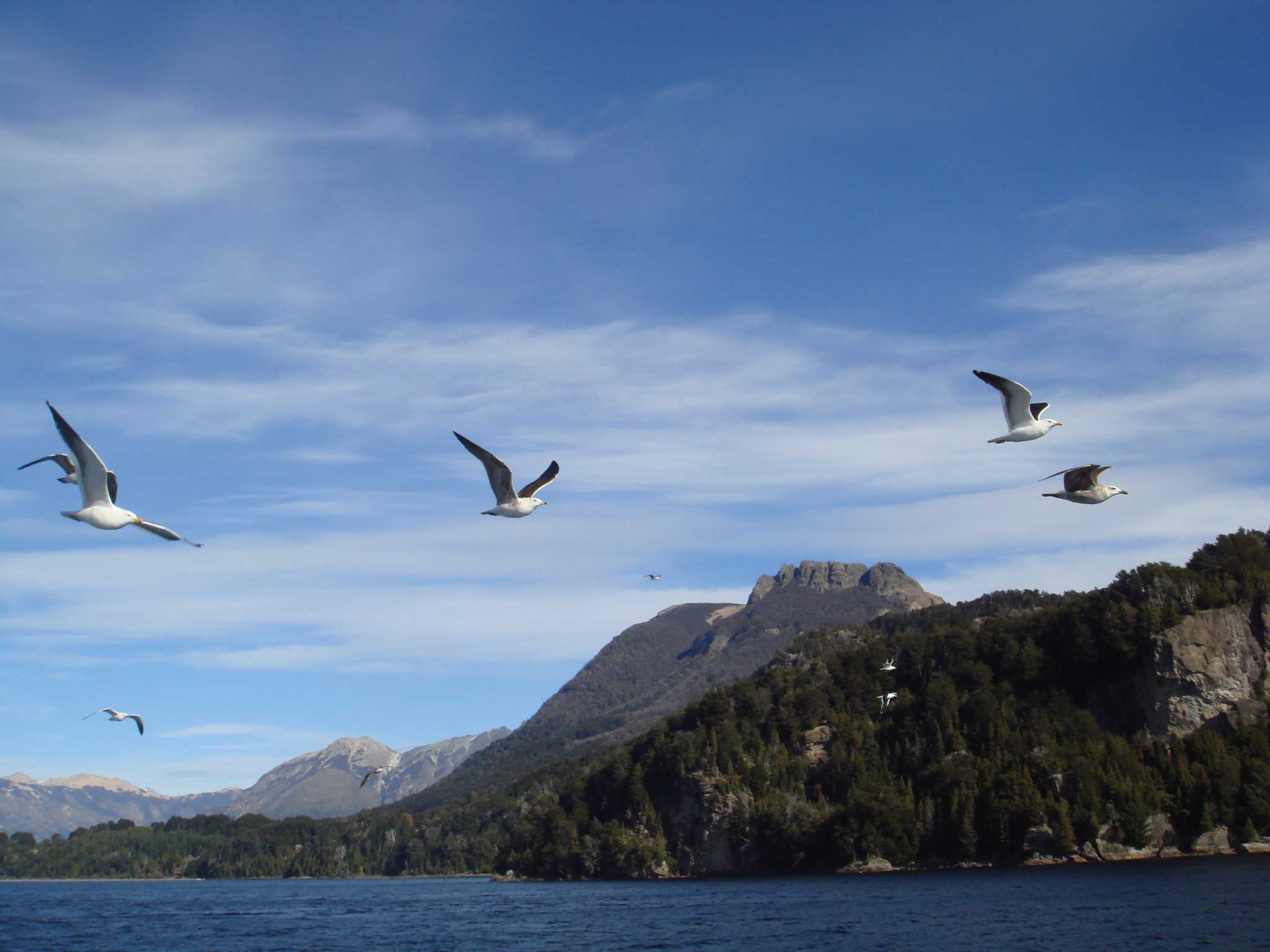 Gaivotas voando ao nosso lado no catamarã Cau Cau indo para Isla Victoria