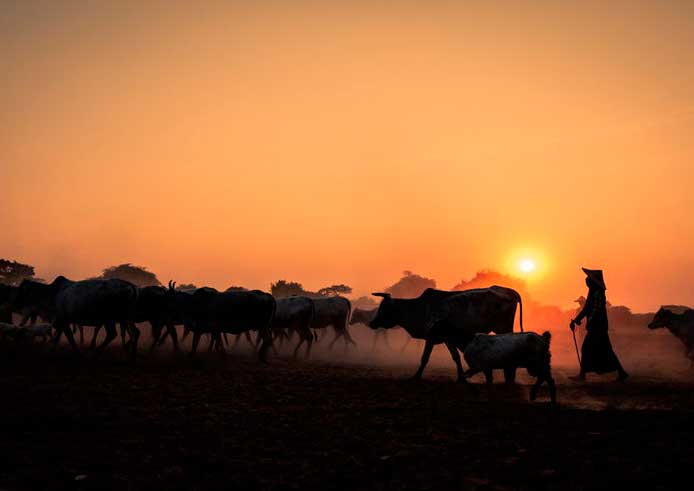 Crédito foto: https://www.jetsetter.com/photos/myanmar/dGjHLWwL/camel-desert-sun-sunset