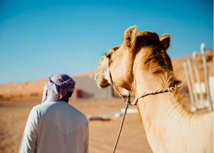 Crédito foto: https://www.jetsetter.com/photos/sahara-desert/H__kQ_eO/camel-desert-animal-arabian-camel