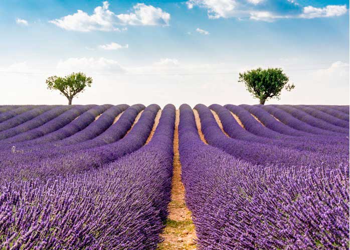 Crédito foto: https://www.jetsetter.com/photos/valensole/3zwogt3V/agriculture-english-lavender-field-flower