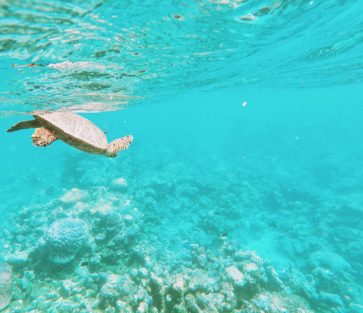 Maldives Turtle Reef