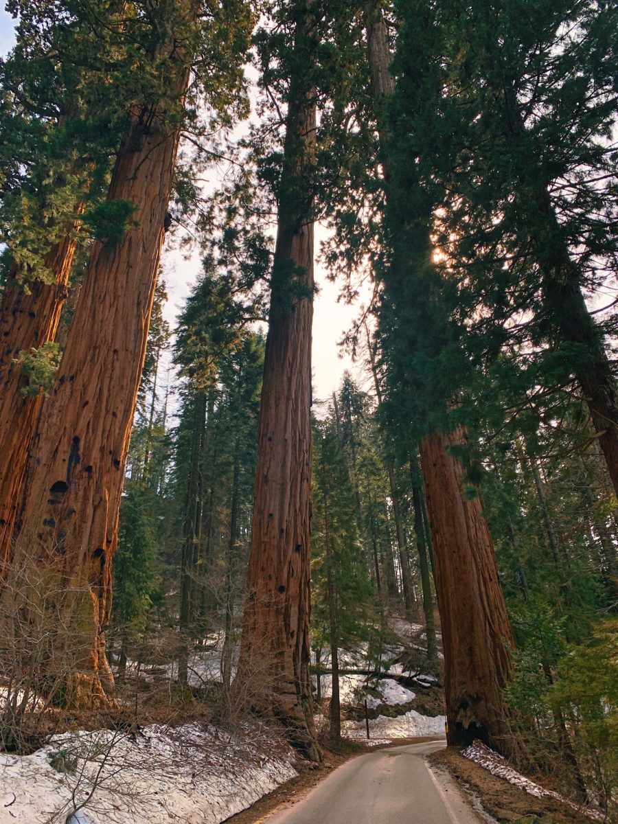 Sequoia National Park