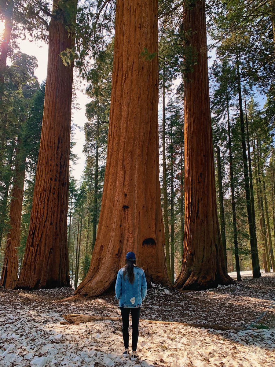 Floresta das Sequoias