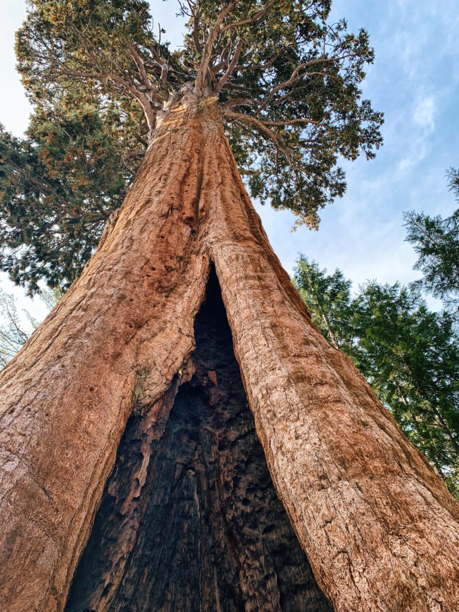 Giant Sequoia 